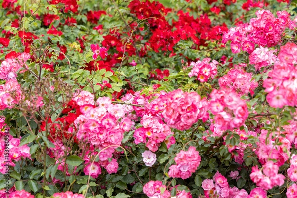 Obraz Blooming pink and red roses in garden