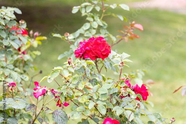 Obraz Close up of blooming red roses in a garden