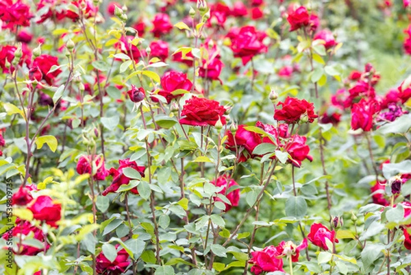Obraz Red roses blooming in a garden during spring
