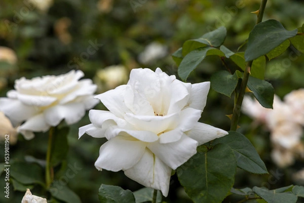 Obraz Close up of blooming white rose in garden