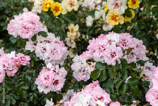Obraz Cluster of pink and yellow roses in garden during summer