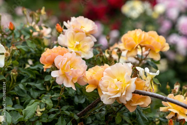 Obraz Peach colored roses blooming in a garden