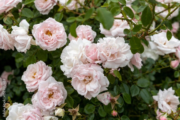 Obraz Cluster of pale pink roses blooming in a garden