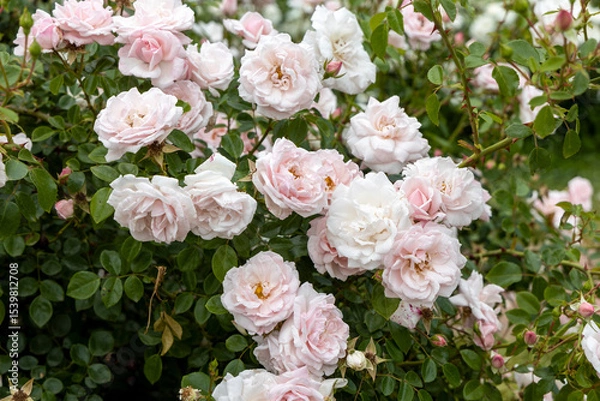 Obraz Cluster of pale pink roses in garden captured during daytime