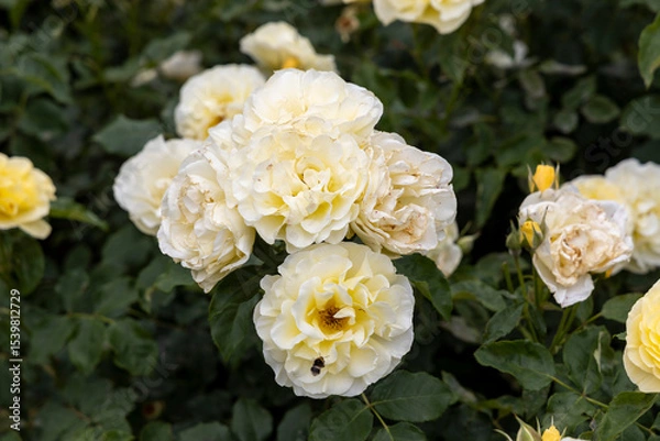 Obraz Closeup of white roses with green leaves in garden