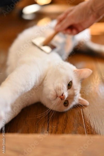 Obraz 動物, 猫, 生き物, 可愛い, ポートレート