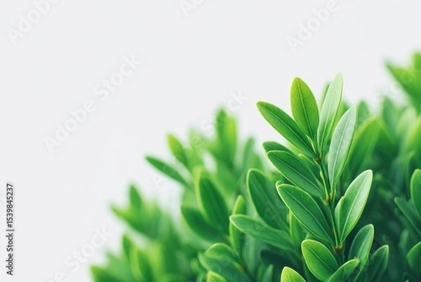 Obraz pristine shrub isolated against stark white background emphasizing greenery with ample copy space