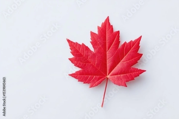 Obraz red maple leaf from canadian flag isolated on clean white background providing ample copy space