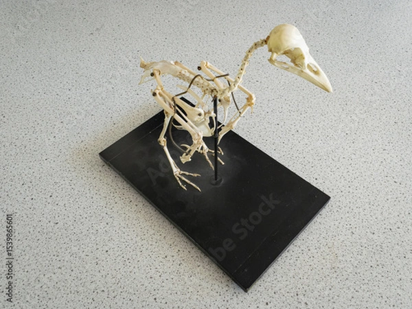 Obraz Mounted skeleton of a rook (Corvus frugilegus), used in high school biology class