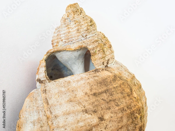 Obraz Hole in a large shell through which the inner structure of the helix can be seen. Used in biology class at school.