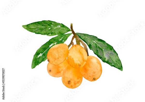 Obraz びわの実と葉っぱがついた枝の手描き水彩イラスト