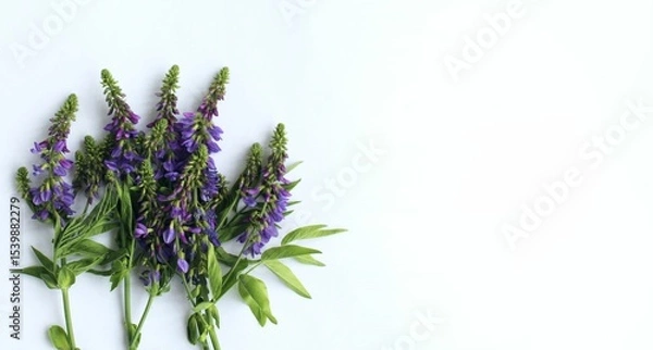 Fototapeta Lilac wildflowers on a white background. A flower arrangement with a place for text.