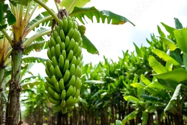 Fototapeta Green bananas hanging on a banana tree in a plantation