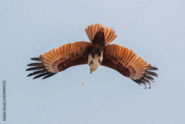Fototapeta Goa, India. Brahminy Kite Throwing Crab In Flight In Blue Sky