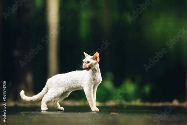 Fototapeta Devon Rex Cat With White Fur Color On Walkway Under Rain. Amazing Happy Pets. Beautiful Playful Curious Funny Cute Devon Rex Cat Walking Looking Back. Blue Eyes. Grace Of Cats