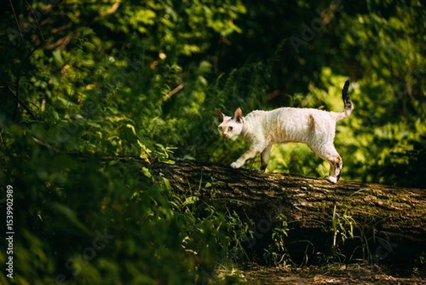 Fototapeta Cute Funny Curious Playful Beautiful Devon Rex Cat sitting on tree trunk in forest, garden. Obedient Devon Rex Cat With Cream Fur Color. Cats Portrait. Amazing Happy Pets. hairless cat