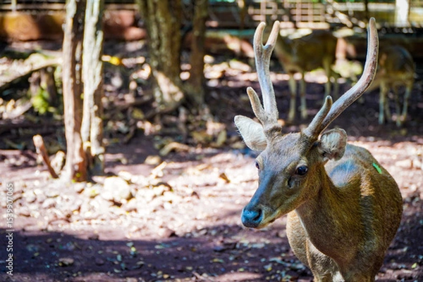 Fototapeta A sika deer stands alert in a wooded enclosure, other deer visible in the background.