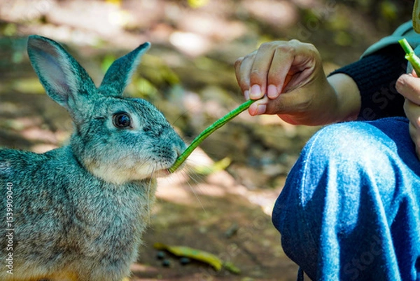 Fototapeta A person offers a green bean to a curious, grey rabbit.