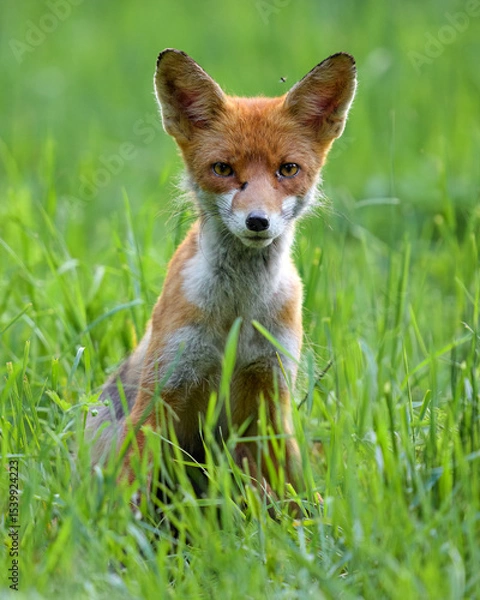 Obraz Red fox sitting in the forest, resting