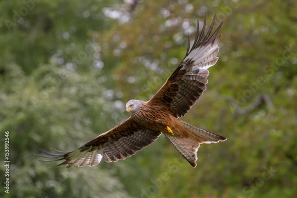 Fototapeta Beautiful Red Kite (Milvus milvus) in Flight