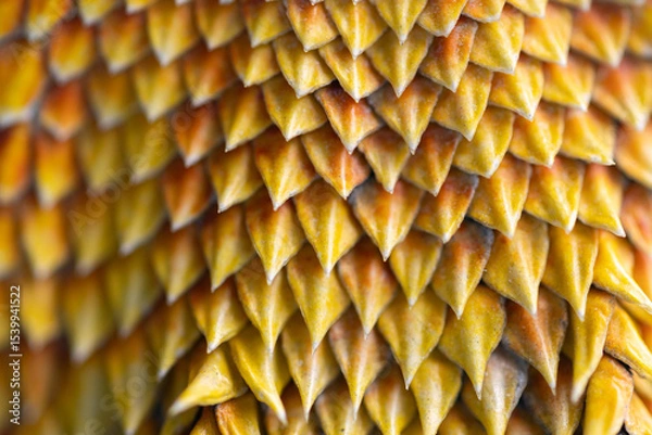 Fototapeta Close-up of yellow-orange agama lizard scales
