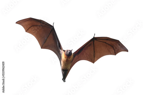 Fototapeta Bat flying isolated on transparent background.