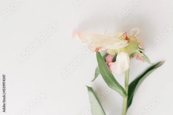 Fototapeta Wilting peony blossom cream soft pink and leaves petals, green white drooping against pristine featuring background, revealing ephemeral botanical elegance flower