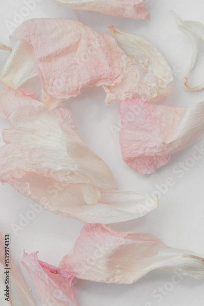 Fototapeta Delicate dried peony petals pristine pink and white, artfully scattered on blending white surface background flower