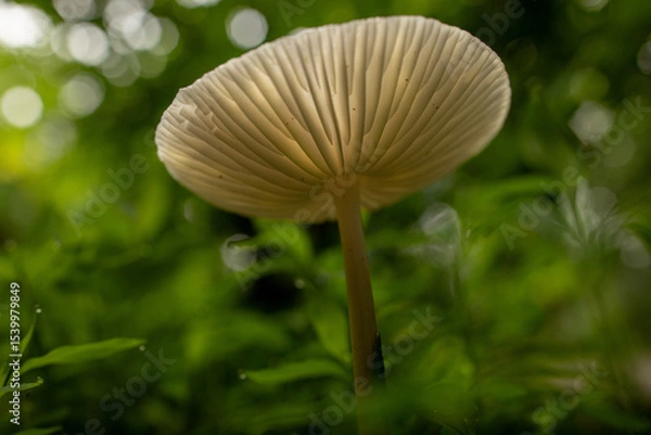 Obraz mushroom in the forest