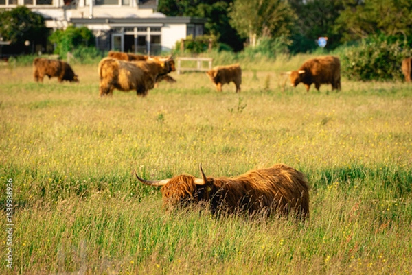 Fototapeta Highlander cows, in the field of Lentevreugd, Wassenaar. The Netherlands