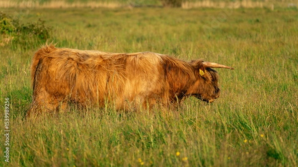 Fototapeta Highlander cows, in the field of Lentevreugd, Wassenaar. The Netherlands