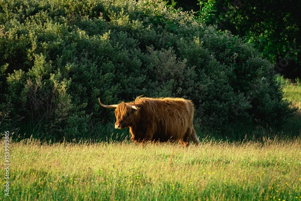 Fototapeta Highlander cows, in the field of Lentevreugd, Wassenaar. The Netherlands