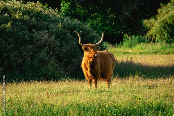 Fototapeta Highlander cows, in the field of Lentevreugd, Wassenaar. The Netherlands