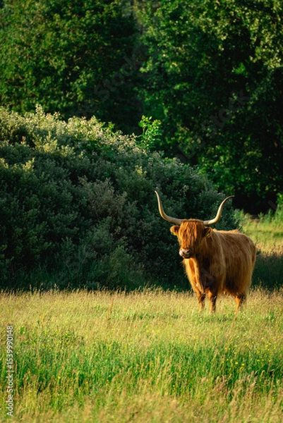 Fototapeta Highlander cows, in the field of Lentevreugd, Wassenaar. The Netherlands