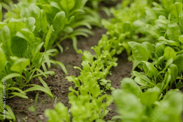 Fototapeta Fresh green salad and spinach growing in neat rows in the garden soil. Organic vegetable patch captured from a side angle, ideal for sustainable farming and gardening visuals.