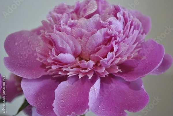 Fototapeta A blush-pink peony, kissed by morning dew, glows with gentle light. Each petal holds a whisper of stillness, soft as a sigh. Nature’s quiet poetry unfolds in every drop, every curve — calm, elegant.