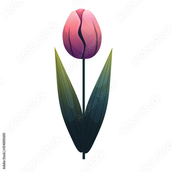 Fototapeta Tulip. Delicate flower with gradient shading. Isolated on white background, suitable for spring design, cards, patterns or packaging. Vector.
