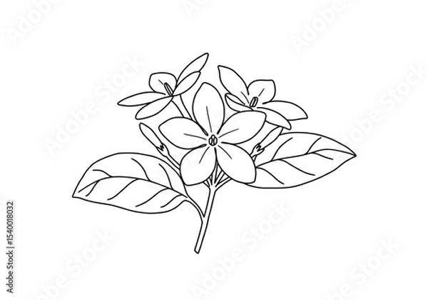 Fototapeta Sampaguita drawing. It is a black and white outline image featuring a cluster of sampaguita flowers, also known as Arabian jasmine, with multiple small blooms, buds. Vector sketch line art draw.