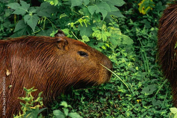 Fototapeta Capibara's grazing in the Horto Florestal Park in São Paulo, Brazil
