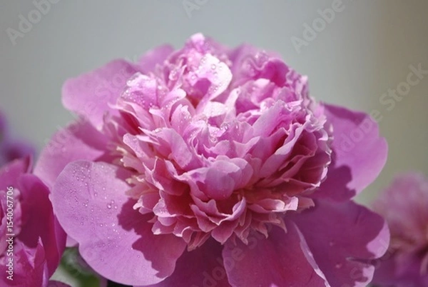 Fototapeta A soft pink peony, touched by morning dew, glows with quiet elegance. Each petal holds a crystal drop, reflecting the beauty of dawn. It’s a moment of pure stillness — delicate and romantic.