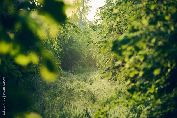 Fototapeta Deer standing in clearing in sunny forest. High quality photo