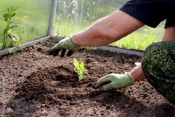 Obraz Planting a watermelon sprout in a bed in a greenhouse. Planting a plant, agriculture, male hands in dirty gloves - horizontal photo, close-up