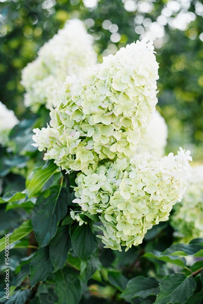 Obraz Climbing Hydrangea Polar Bear Blooming on Garden Fence