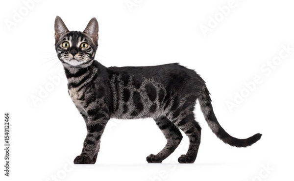 Obraz Excellent charcoal Bengal cat kitten, standin up side ways. Looking curious towards camera. Showing pattern. Isolated on a white background.