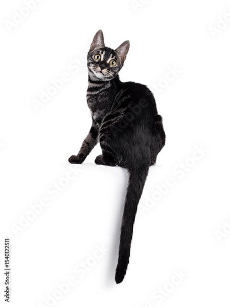Obraz Excellent charcoal Bengal cat kitten, sitting backwards on edge. Looking over shoulder towards camera. Isolated on a white background.