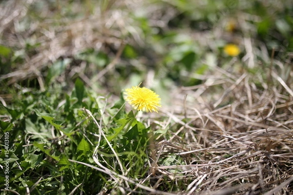 Obraz タンポポの花