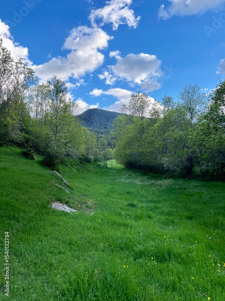 Fototapeta A vibrant meadow bathed in sunlight with a view of the distant mountains. A serene green path leading into a lush forest with a mountain backdrop