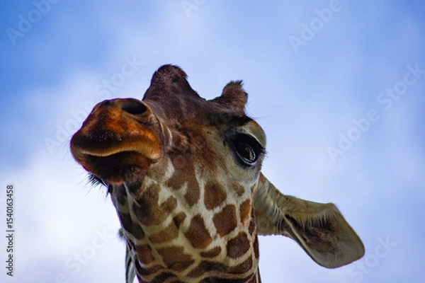 Obraz 下から見上げたアミメキリン（網目麒麟）の顔アップ ― ユニークでインパクトのある表情｜Reticulated Giraffe (Giraffa reticulata) Up Close from Below — Unique and Comical Facial Expression