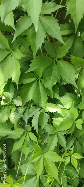 Obraz green leaves background