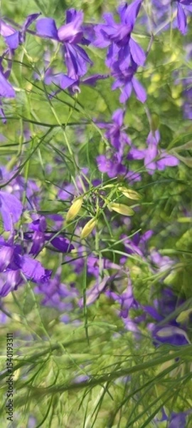 Obraz close up of purple flowers